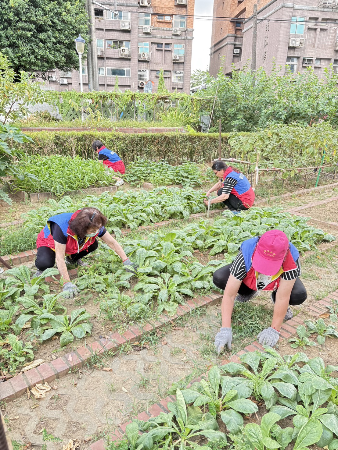 淡水油車里環保志義工種植蔬菜，共同認養維護