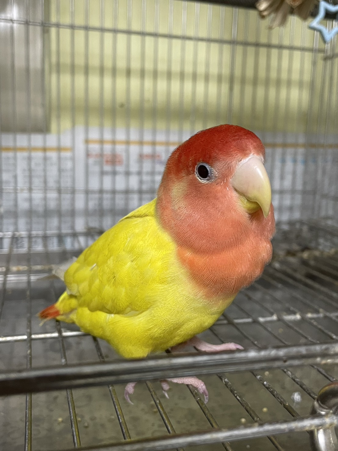  動保處收容小鸚