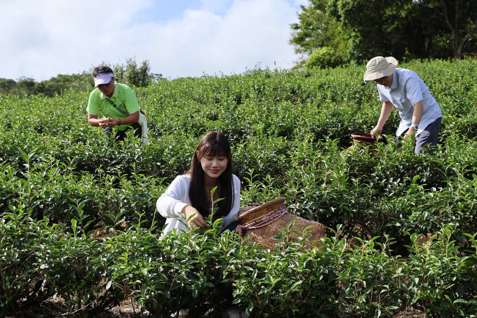  「新峯友茶」讓遊客也能體驗製茶，炒出專屬於自己的一杯好茶。