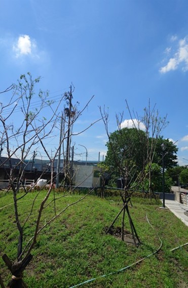 公園綠意盎然，成為五股新景點