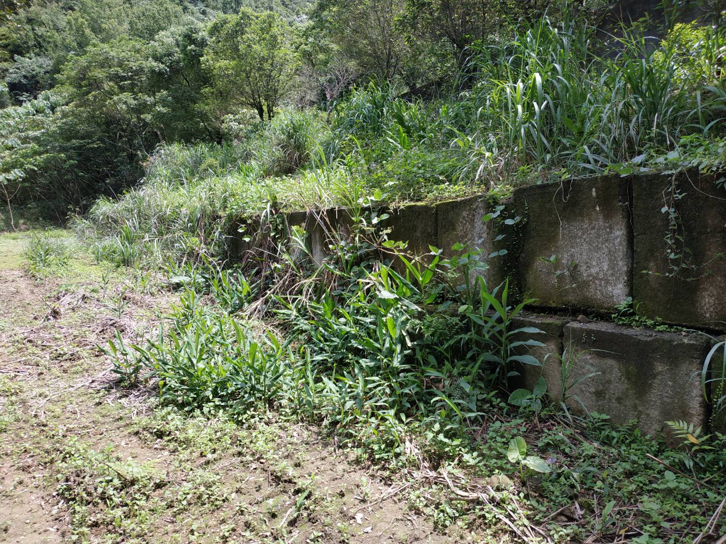 山坡地違規擋土牆拆除前