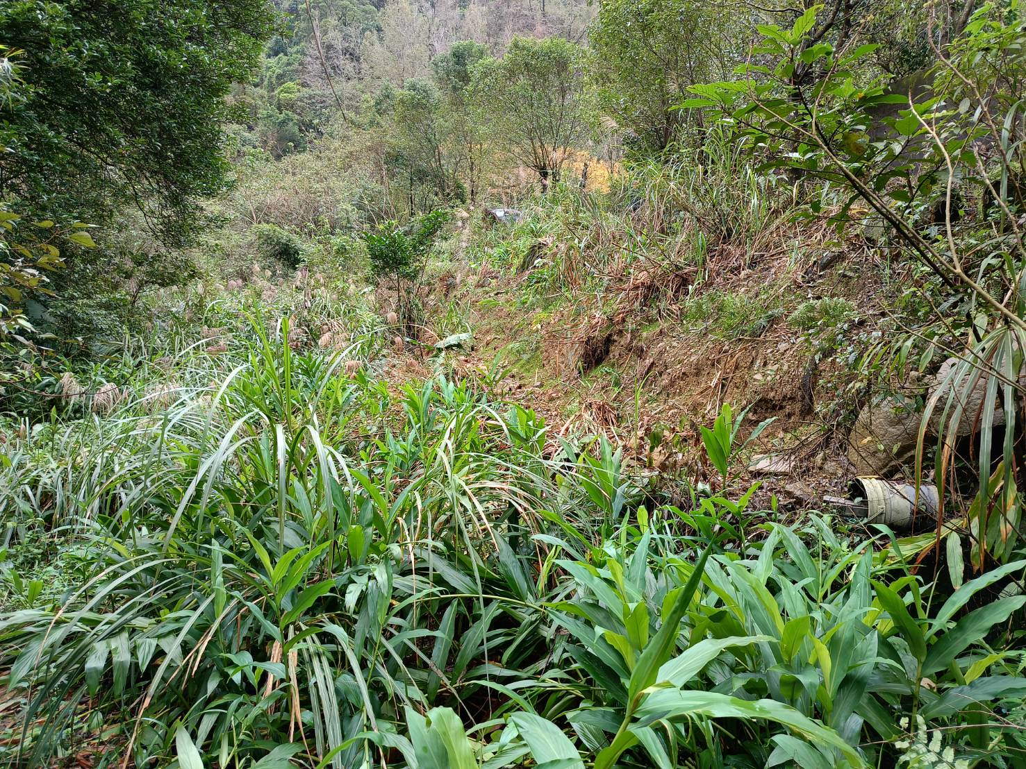 山坡地違規擋土牆拆除後