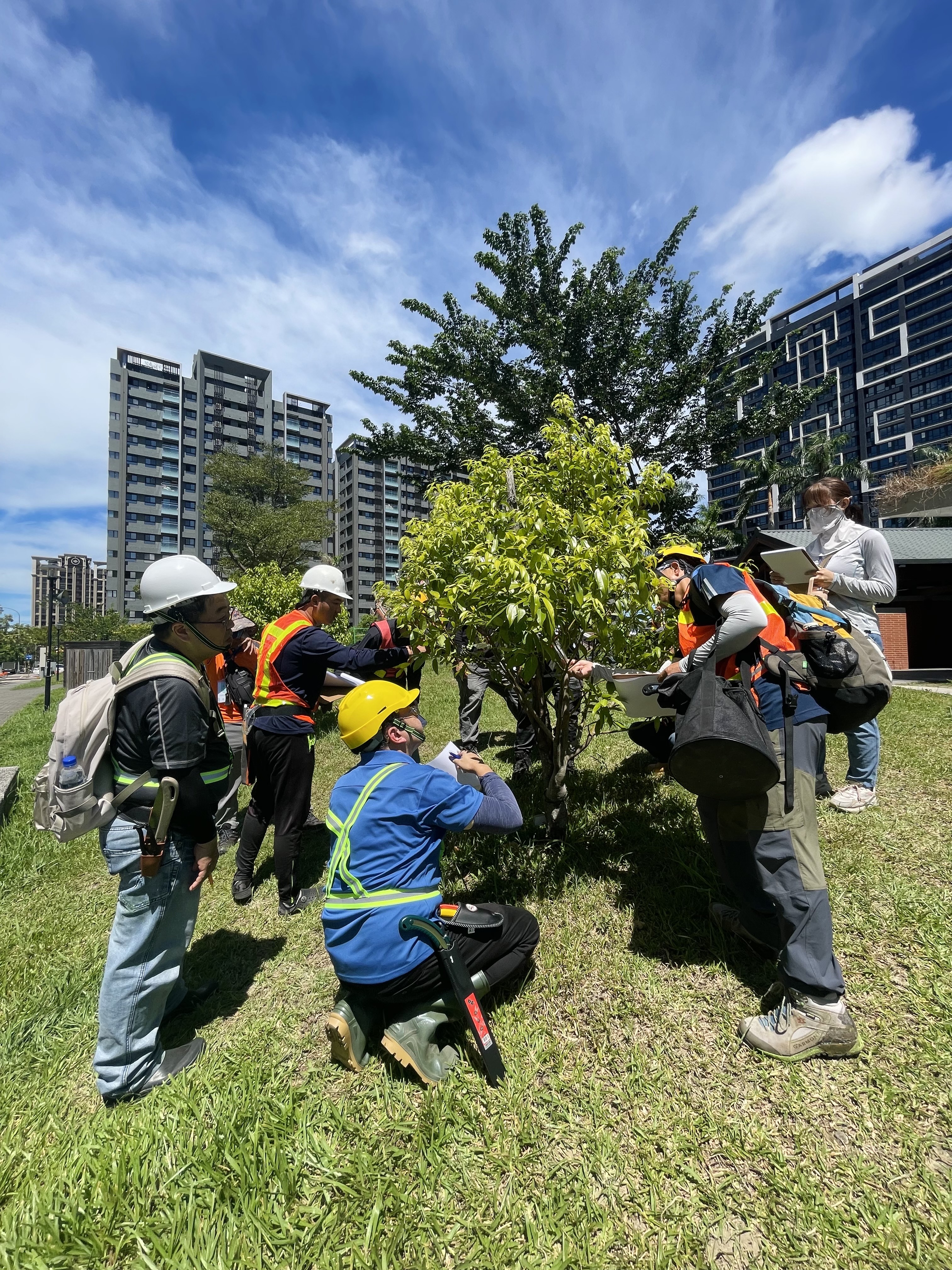 新北市景觀處表今年共開辦3梯次景觀樹木修剪技術課程，並於日前舉行訓練與認證考試完畢