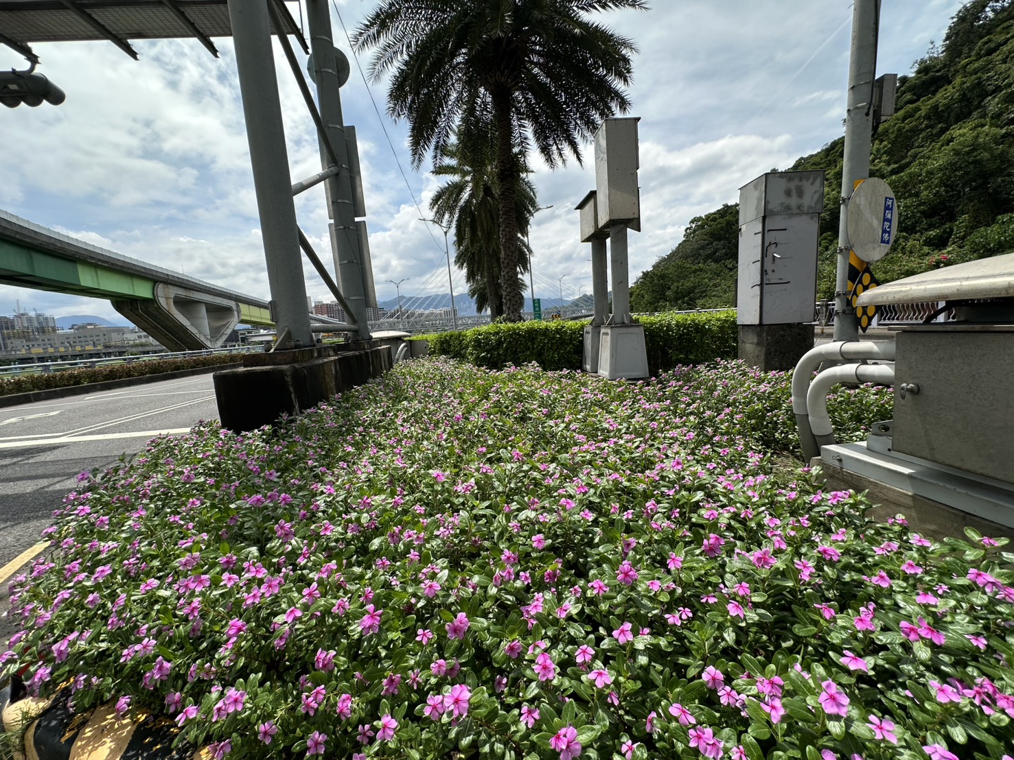 槽化島悄然換上淡粉可愛的日日春，清幽色彩繽紛渲染於都市綠帶中