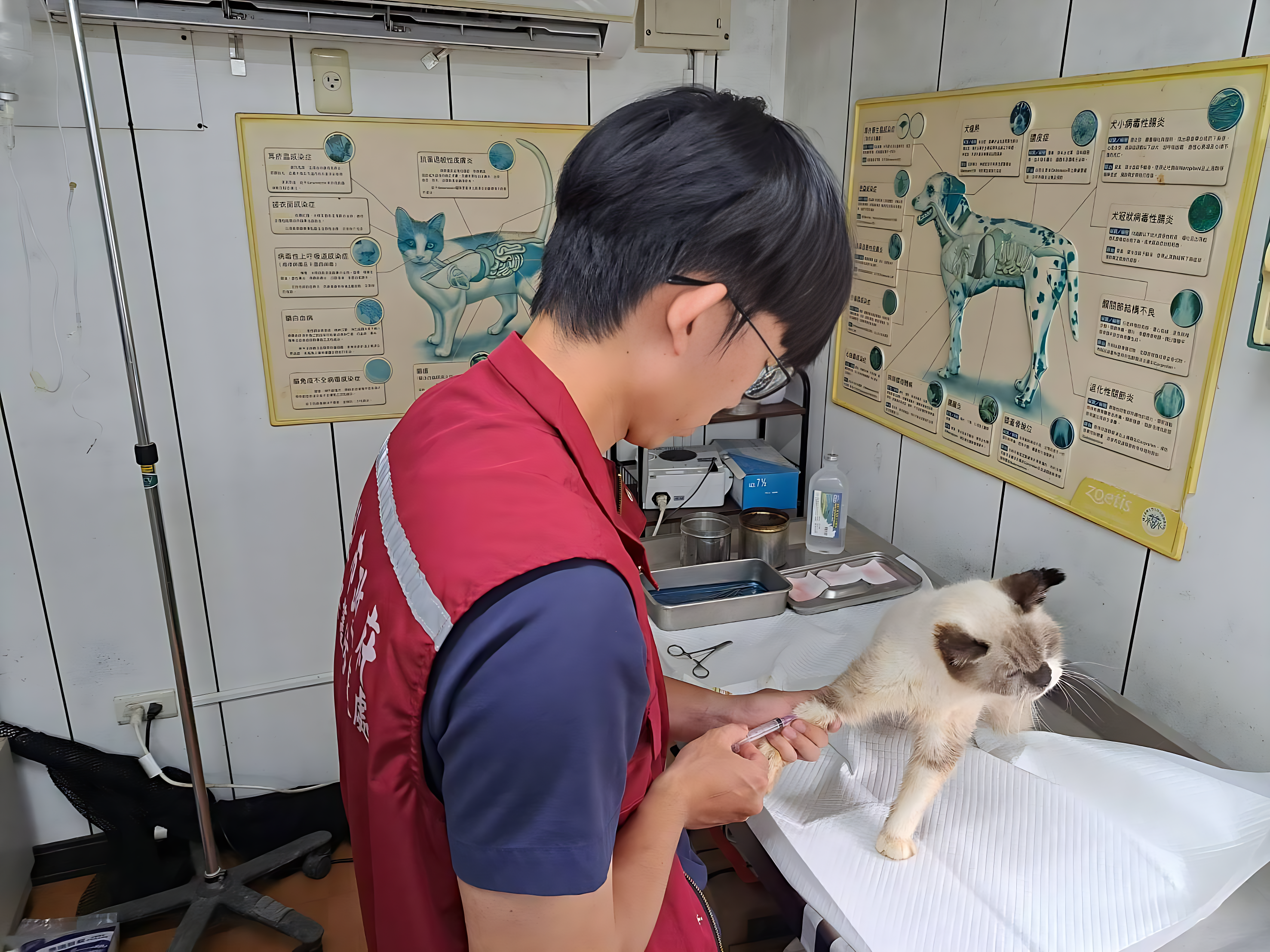 年邁毛寶貝定期抽血檢查預防心臟疾病