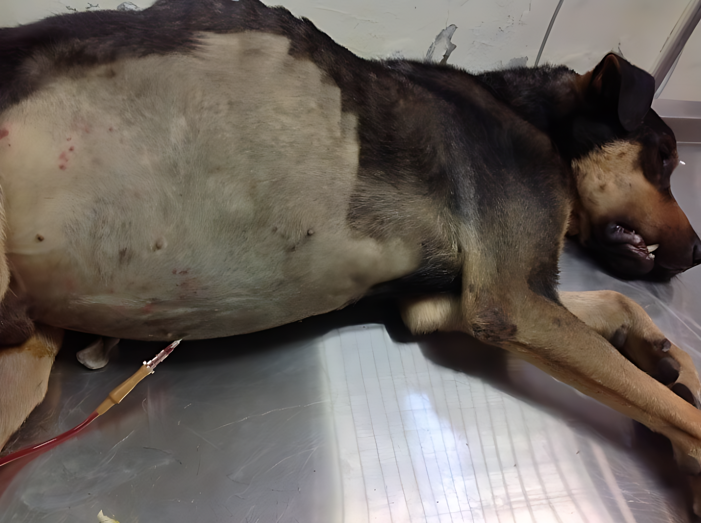 淡水動物之家日前救援一隻毛寶貝肚子異常腫大，係因心臟病導致腹水