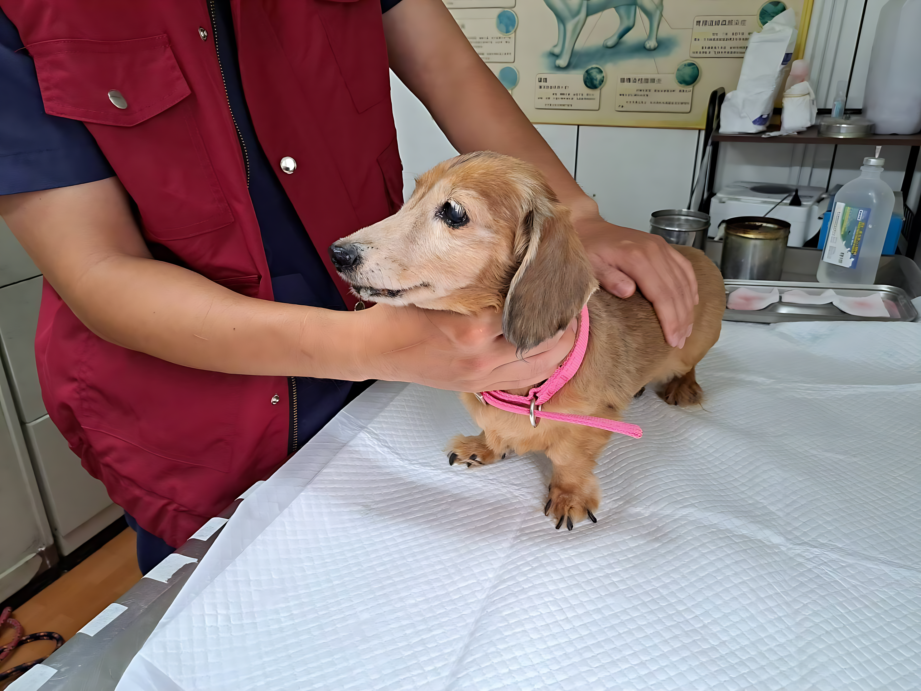 飼主平時應帶家中年邁毛寶貝每年定期檢查