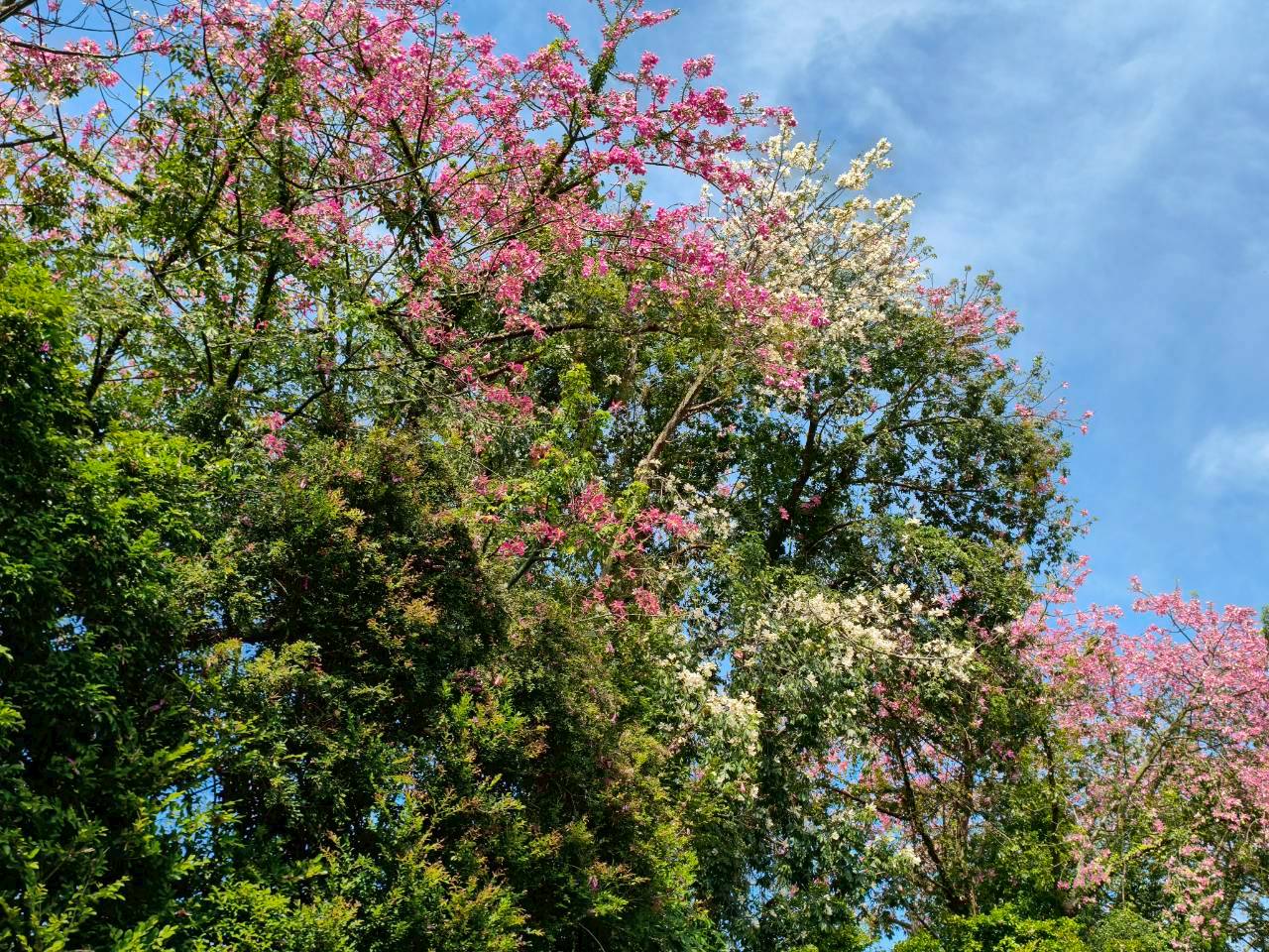 三峽河右岸「安溪翠堤」還有一棵稀有的白色花種，花朵繽紛綻放，優美的景色讓人流連往返