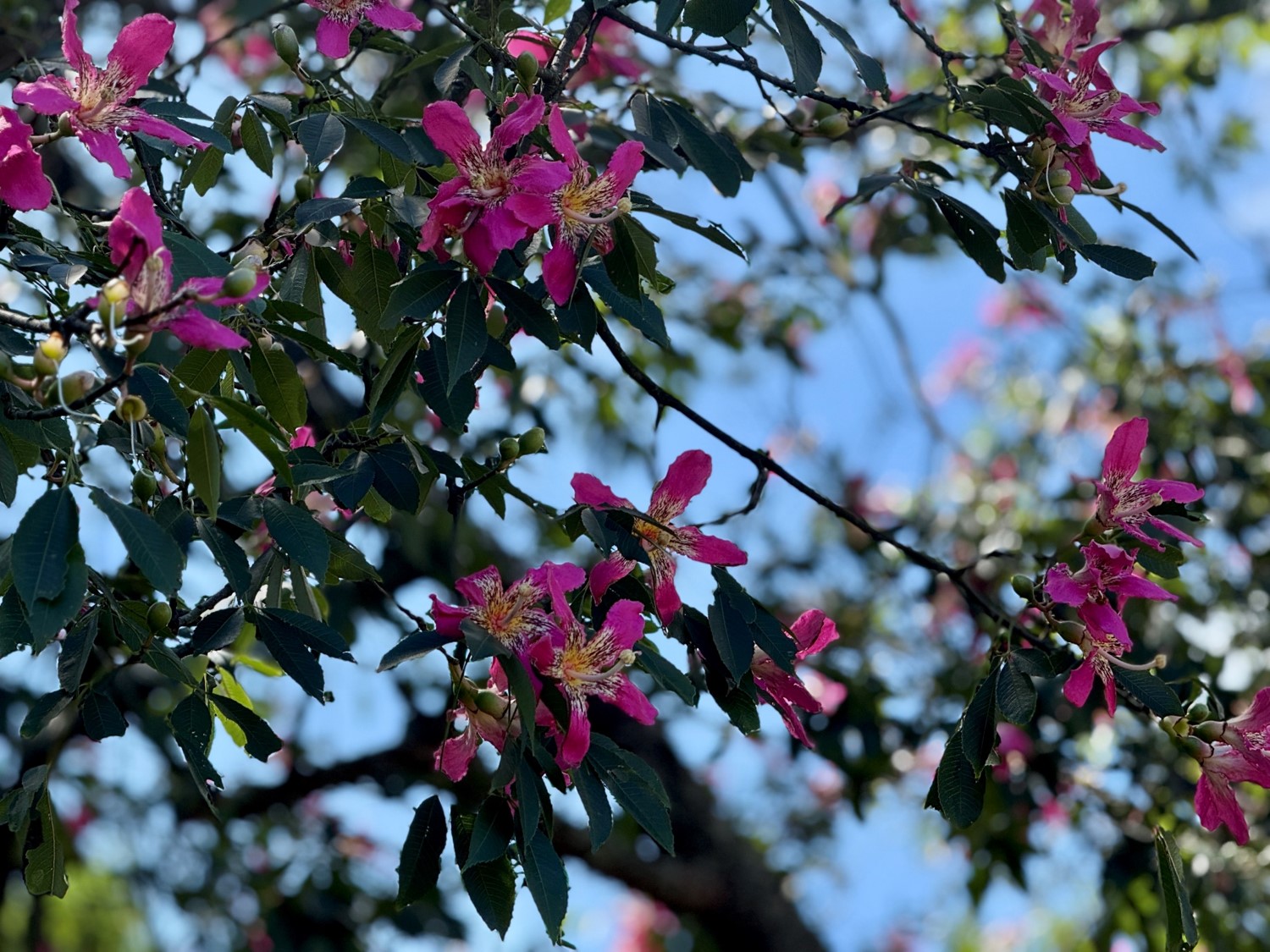 美人樹開花時亮眼的桃粉紅色大型花朵掛滿樹冠，為秋日街景增添夢幻甜美氣息
