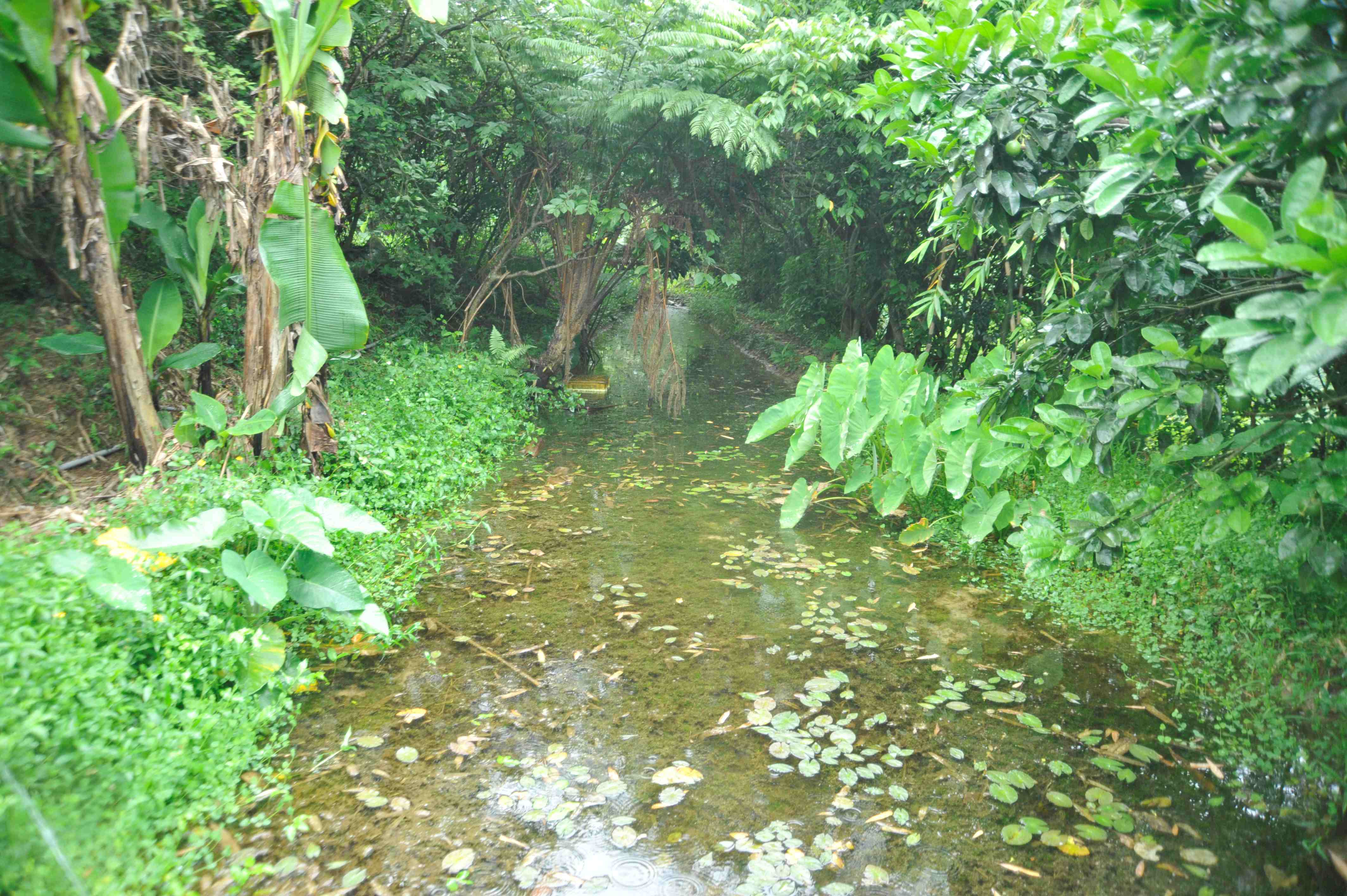 雷公蛙(臺北赤蛙)對陸地環境及水質的汙染非常敏感-三芝棲地