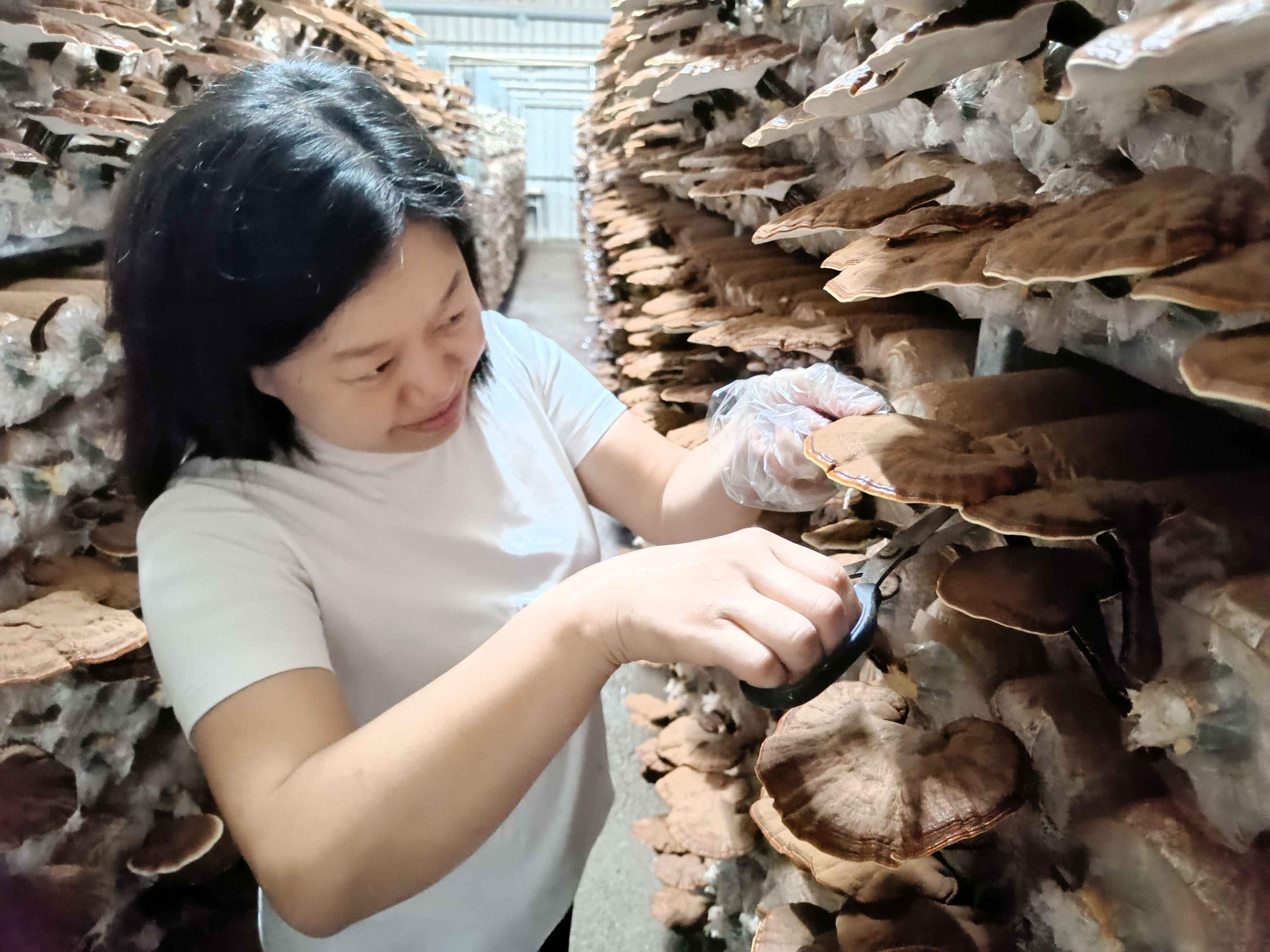 小棲蘭森林農場靈芝