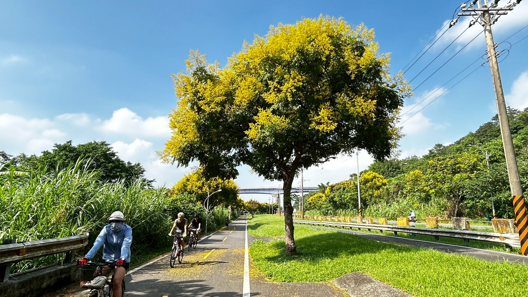  樹林山佳自行車道打卡！臺灣欒樹金黃花簇盛開，享受微涼秋季騎旅