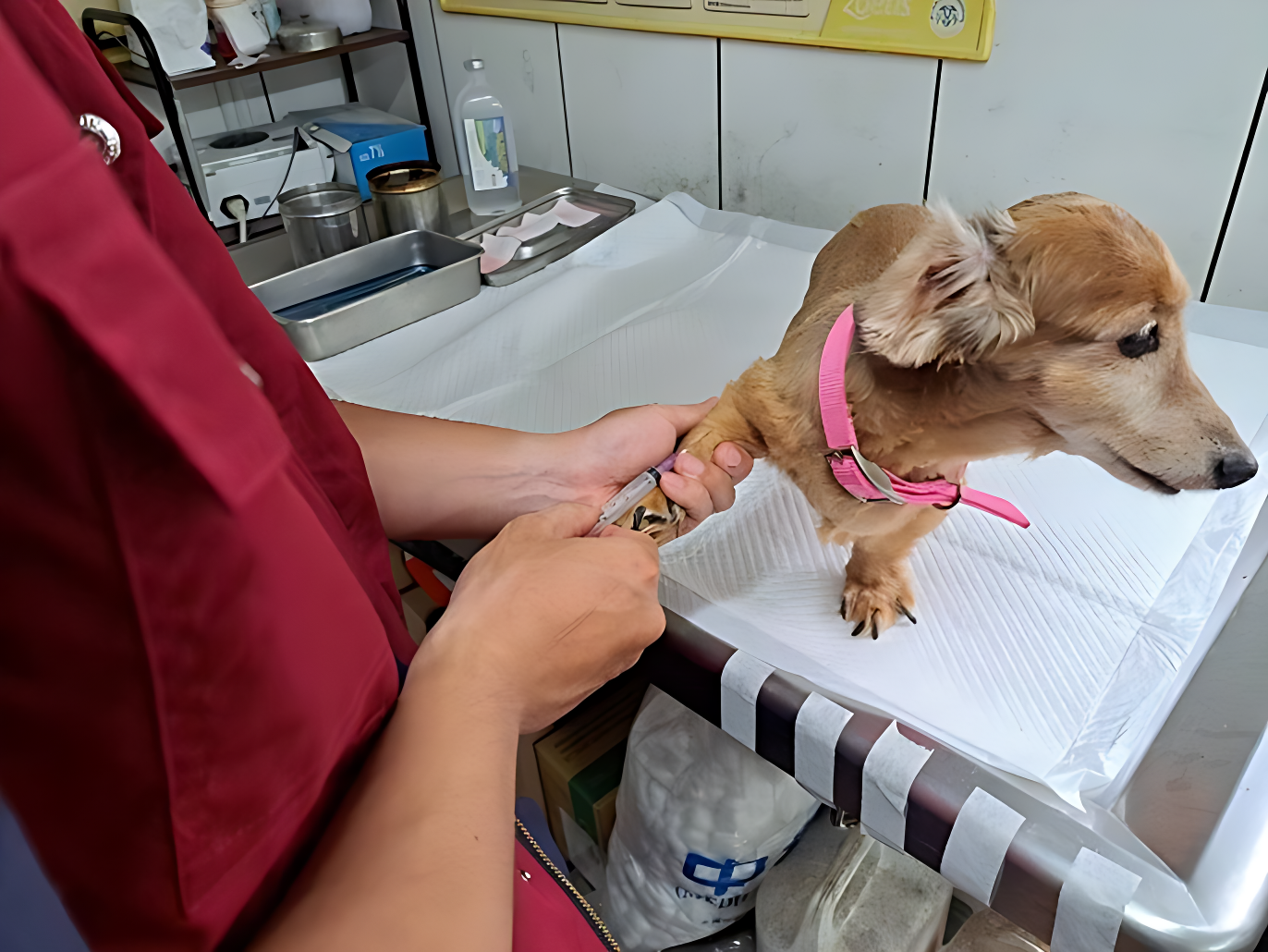  飼主應定期帶犬貓進行健康檢查與預防注射