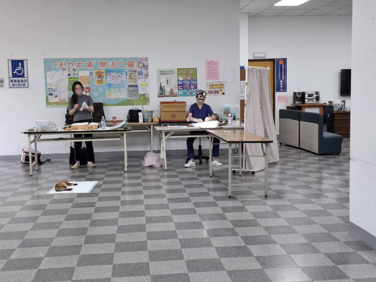 透過絕育減少繁殖降低流浪犬貓數量