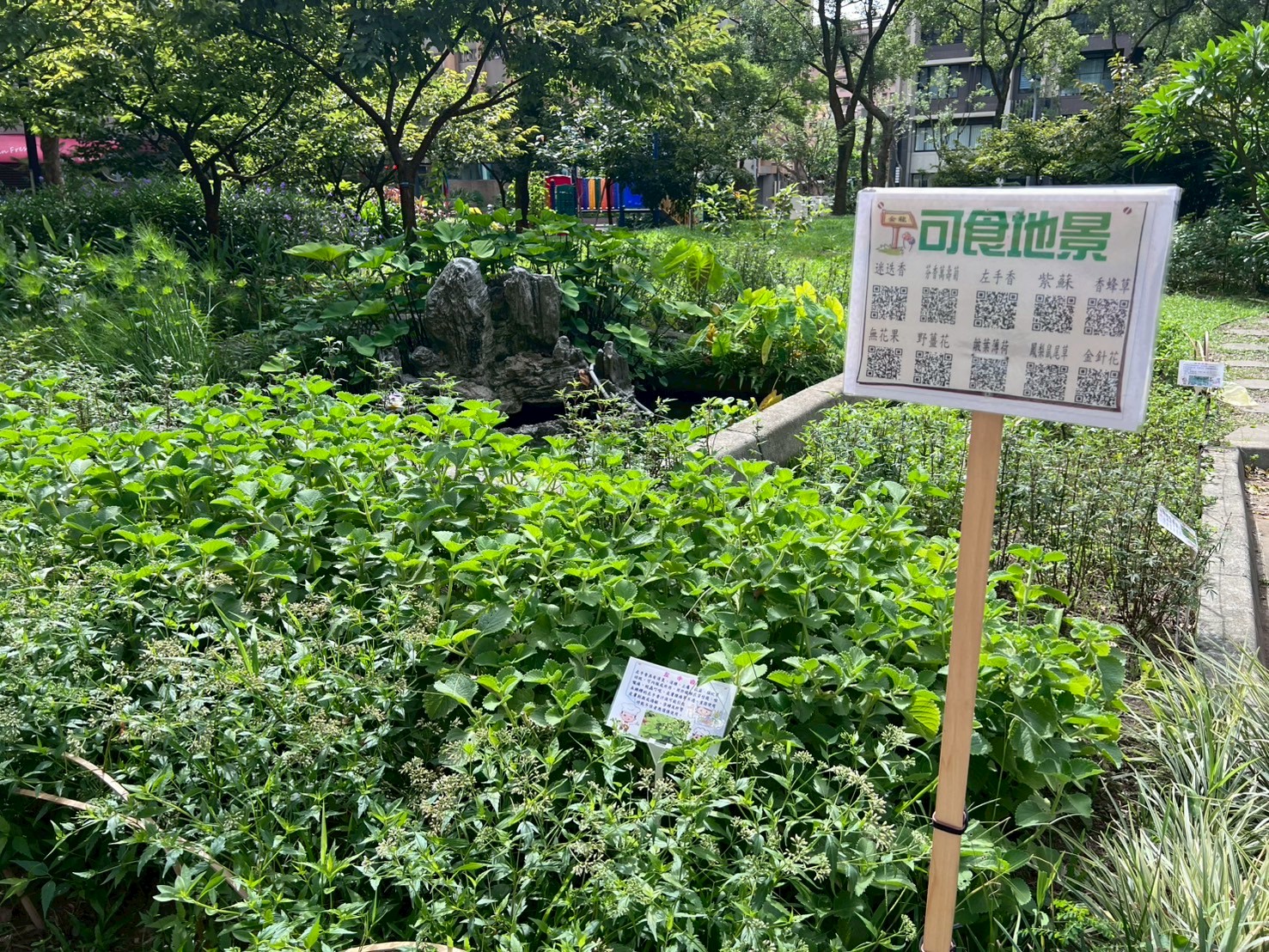 汐止區金龍里長於金龍公園一隅營造「可食香草花園」，展現出與眾不同的綠地空間規劃