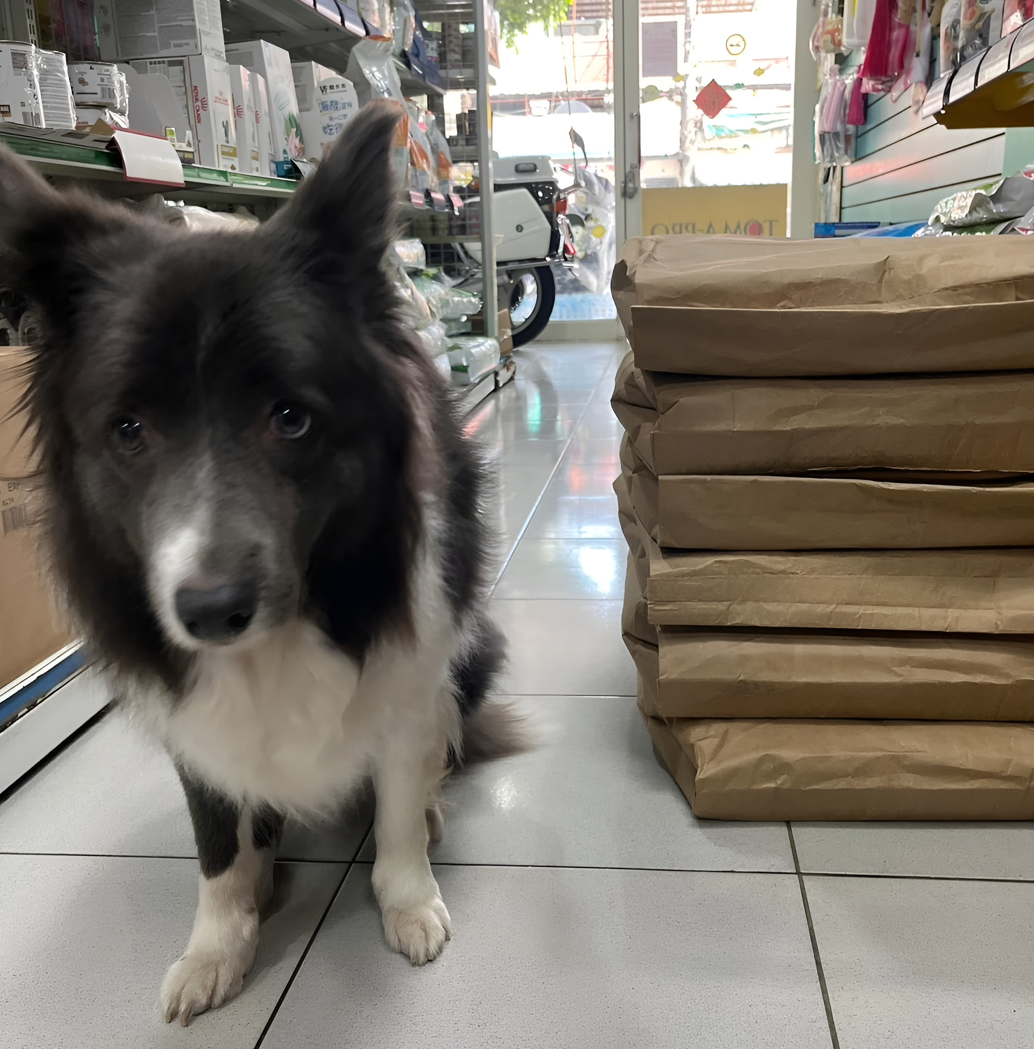  愛犬小靜日常：陪毛爸一起上班