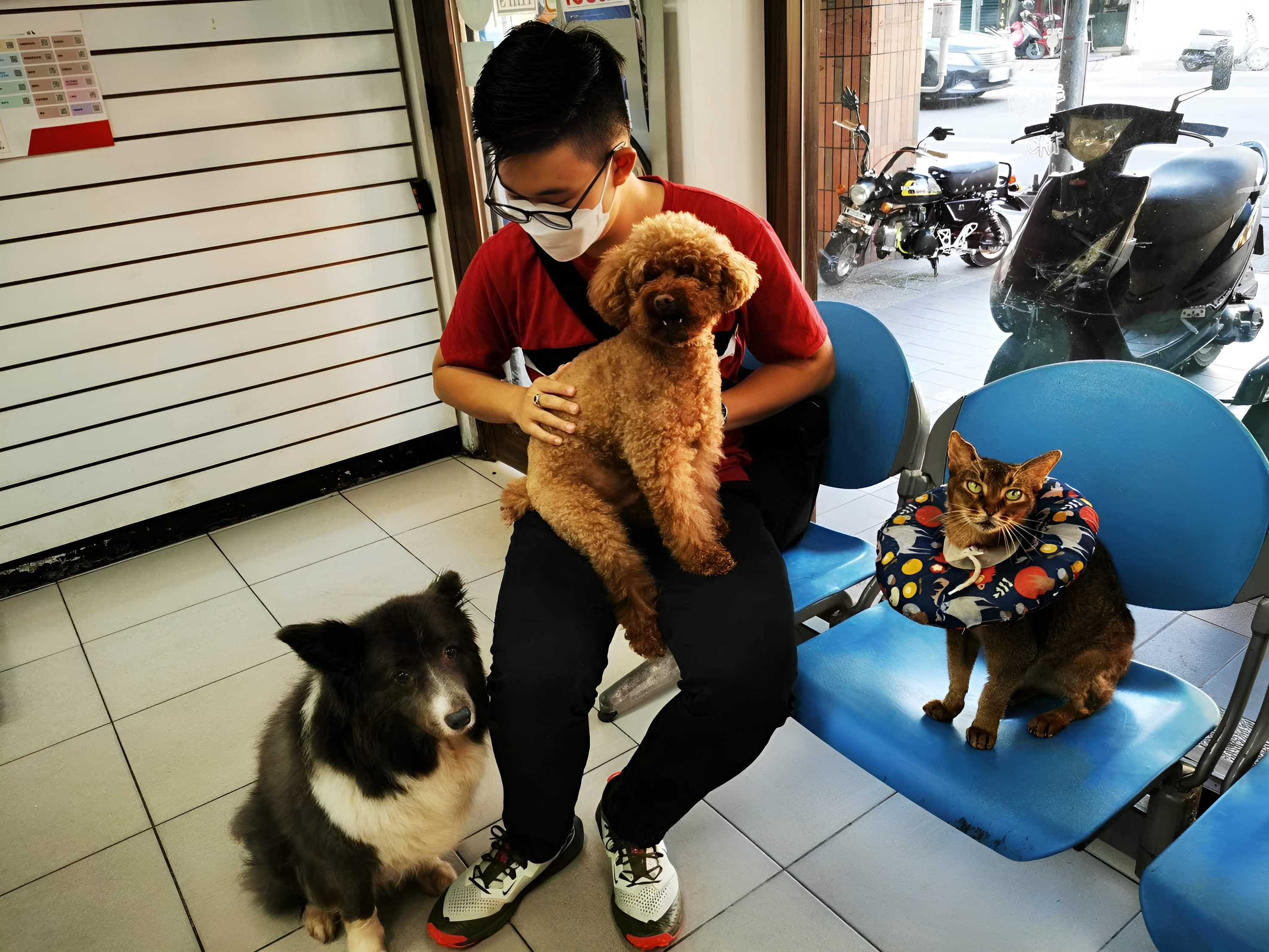 愛犬小靜在飼主陪同下於動物醫院候診