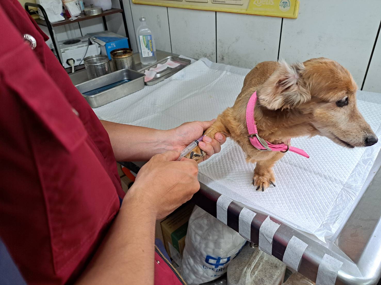  飼主應定期帶犬貓進行健康檢查與預防注射