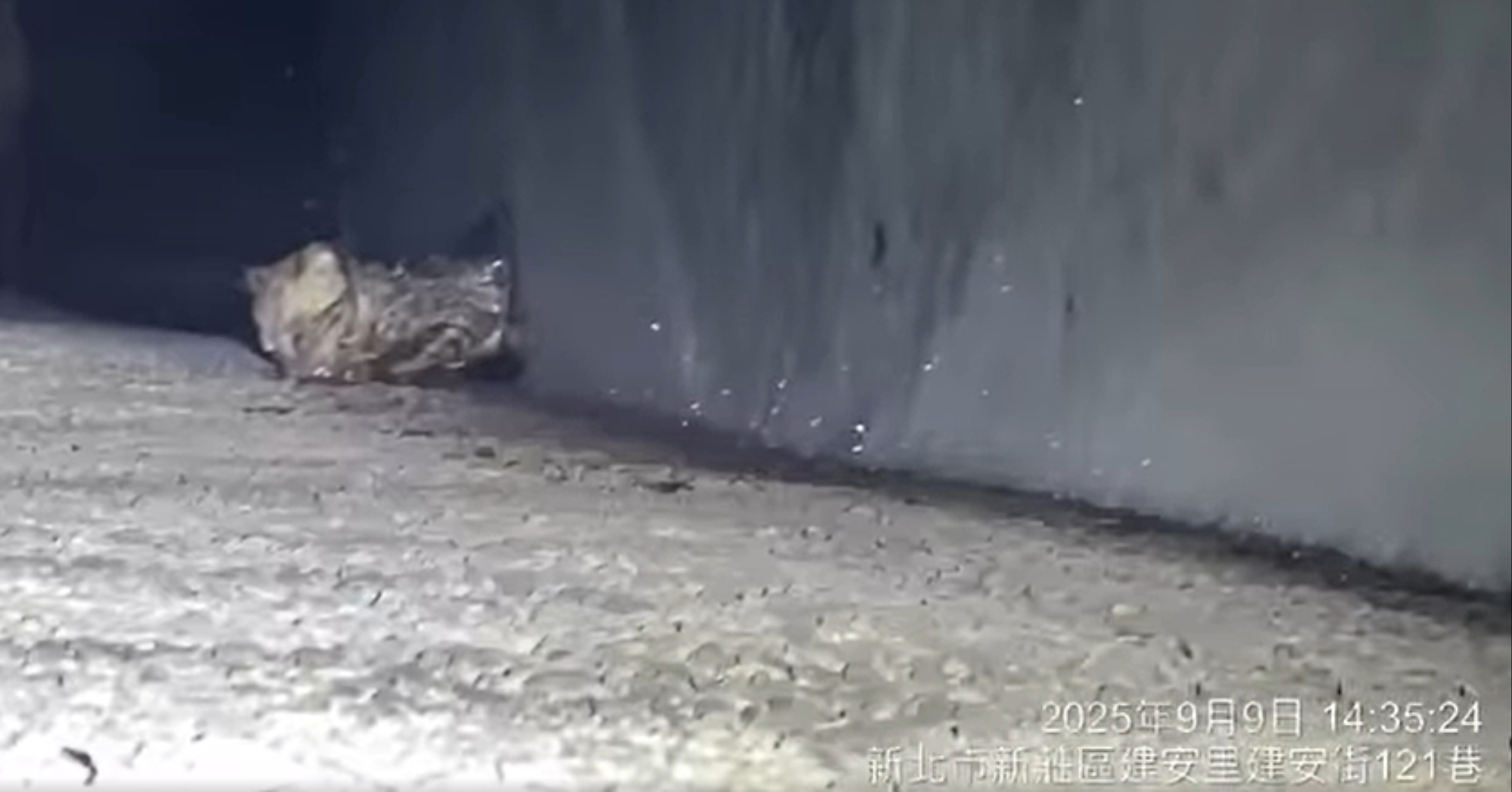  受困小貓露出驚恐無助的表情