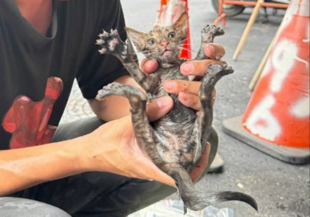 順利救出小貓