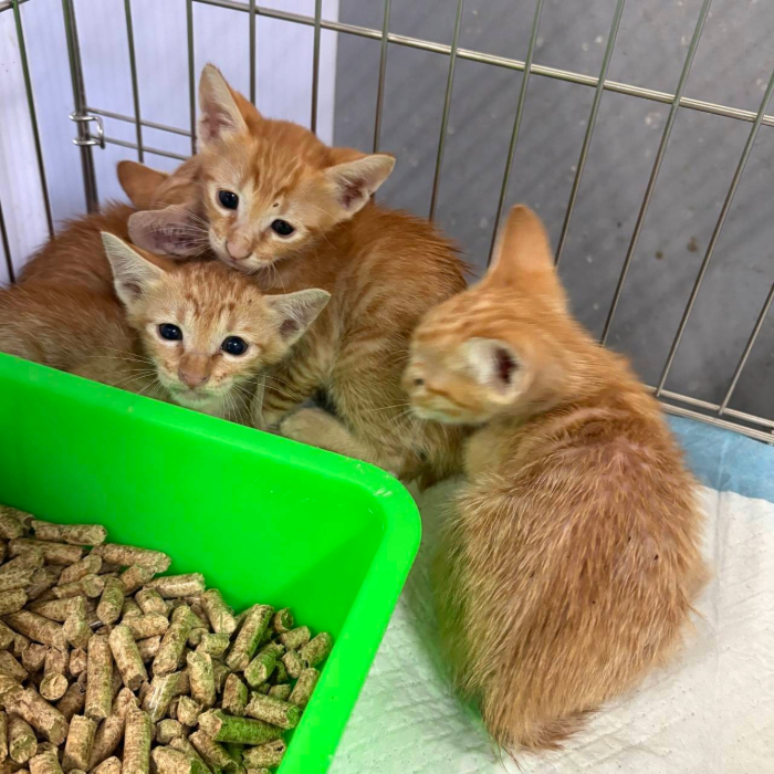 奶貓被通報送進動物之家
