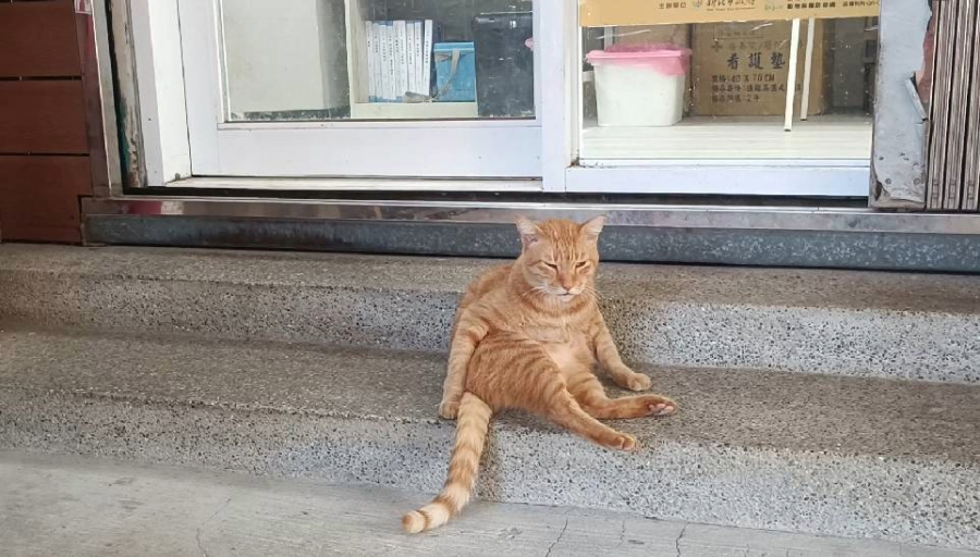 TNVR貓在社區生活