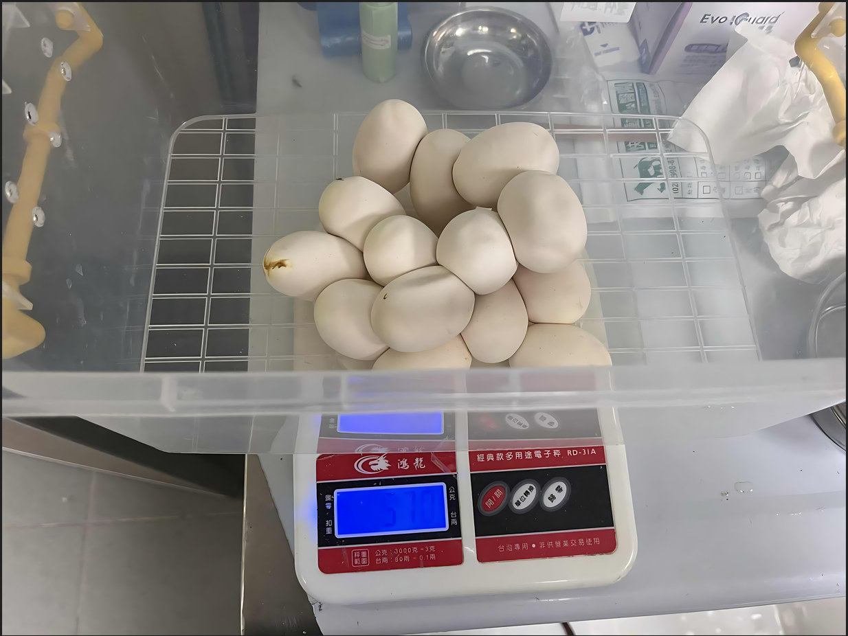  對蛇蛋的數量和重量進行記錄。