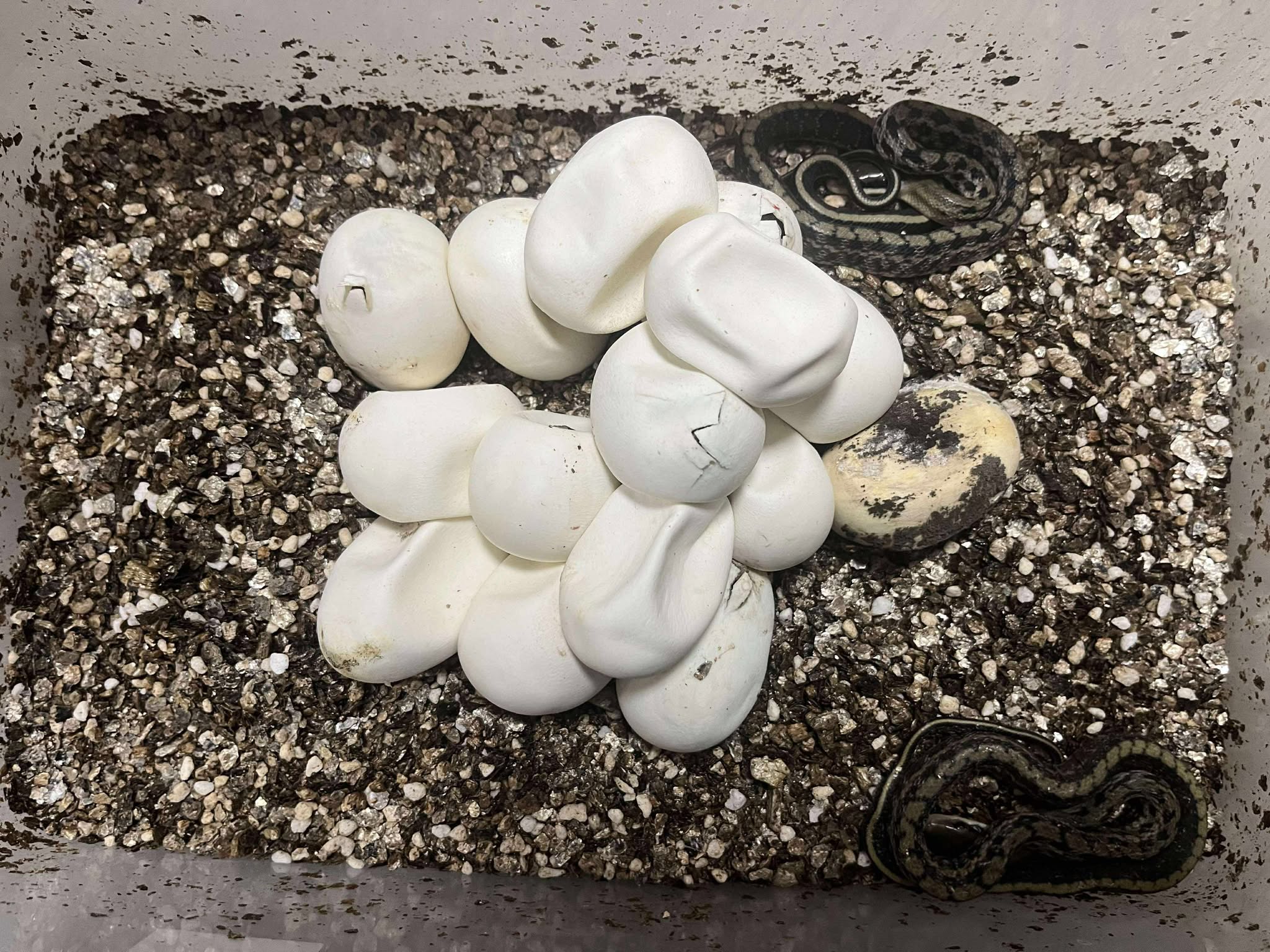  小蛇開始陸續破蛋。