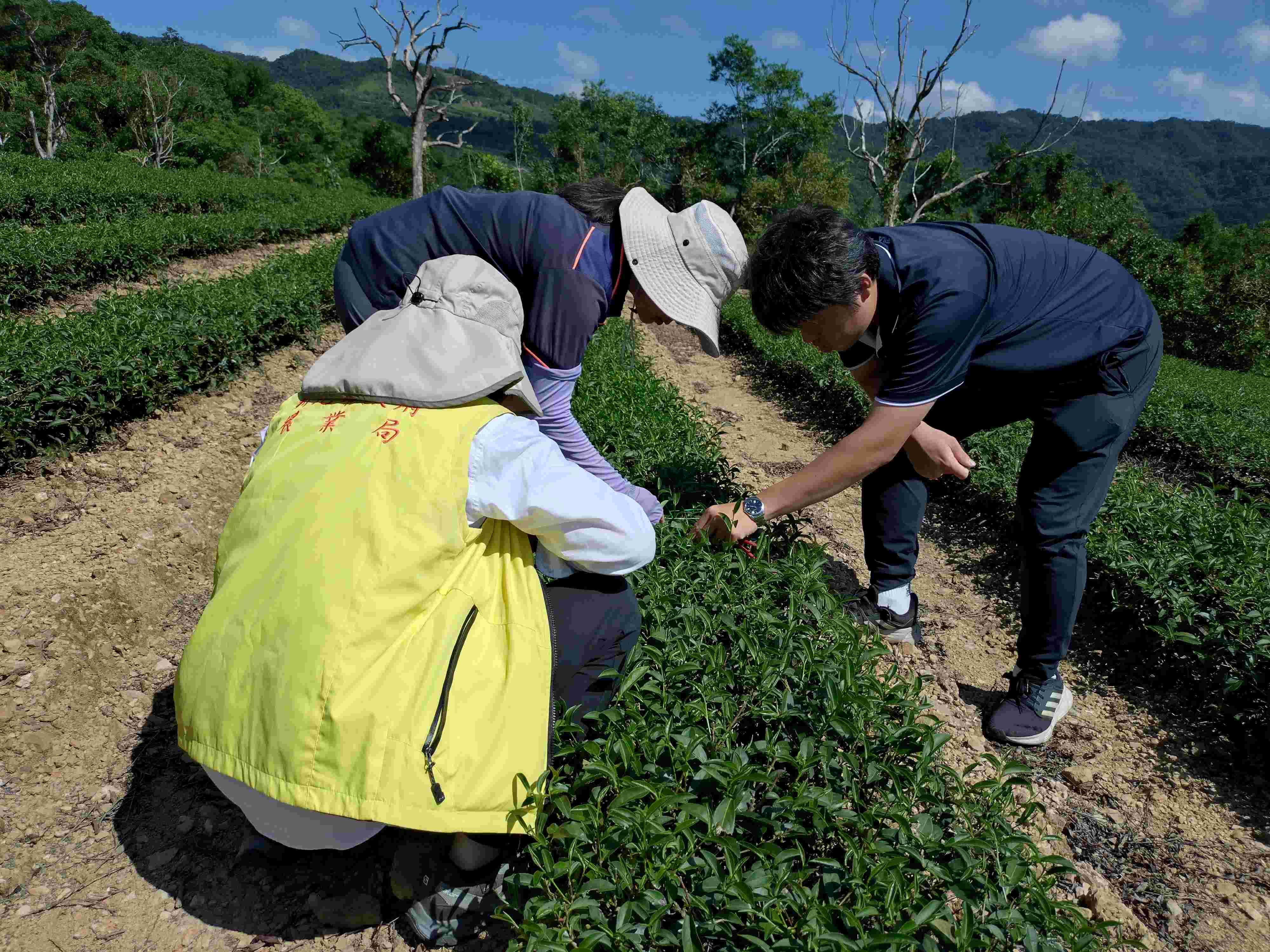 勘災小組赴受損茶園進行勘災