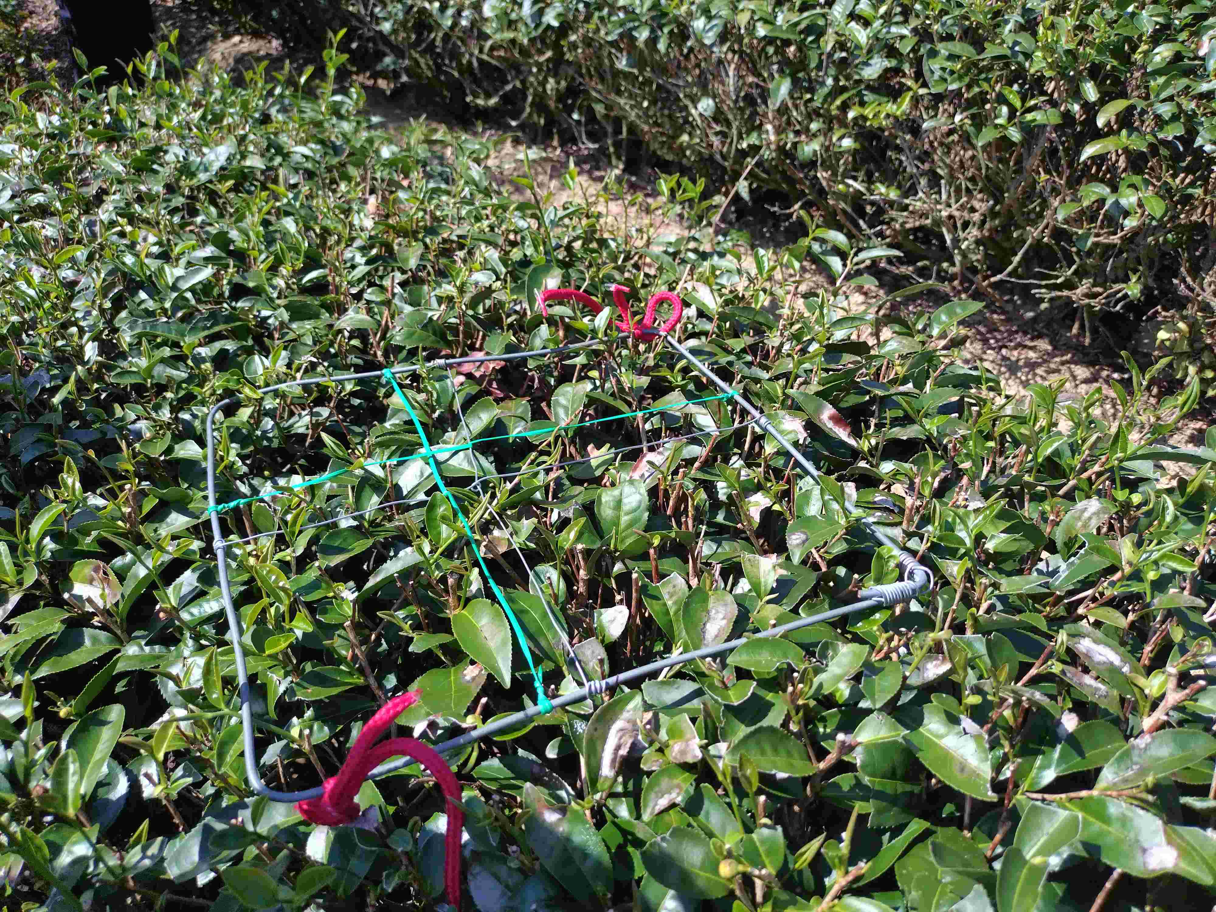 連續高溫造成茶樹萌芽率低，枝條有枯損現象