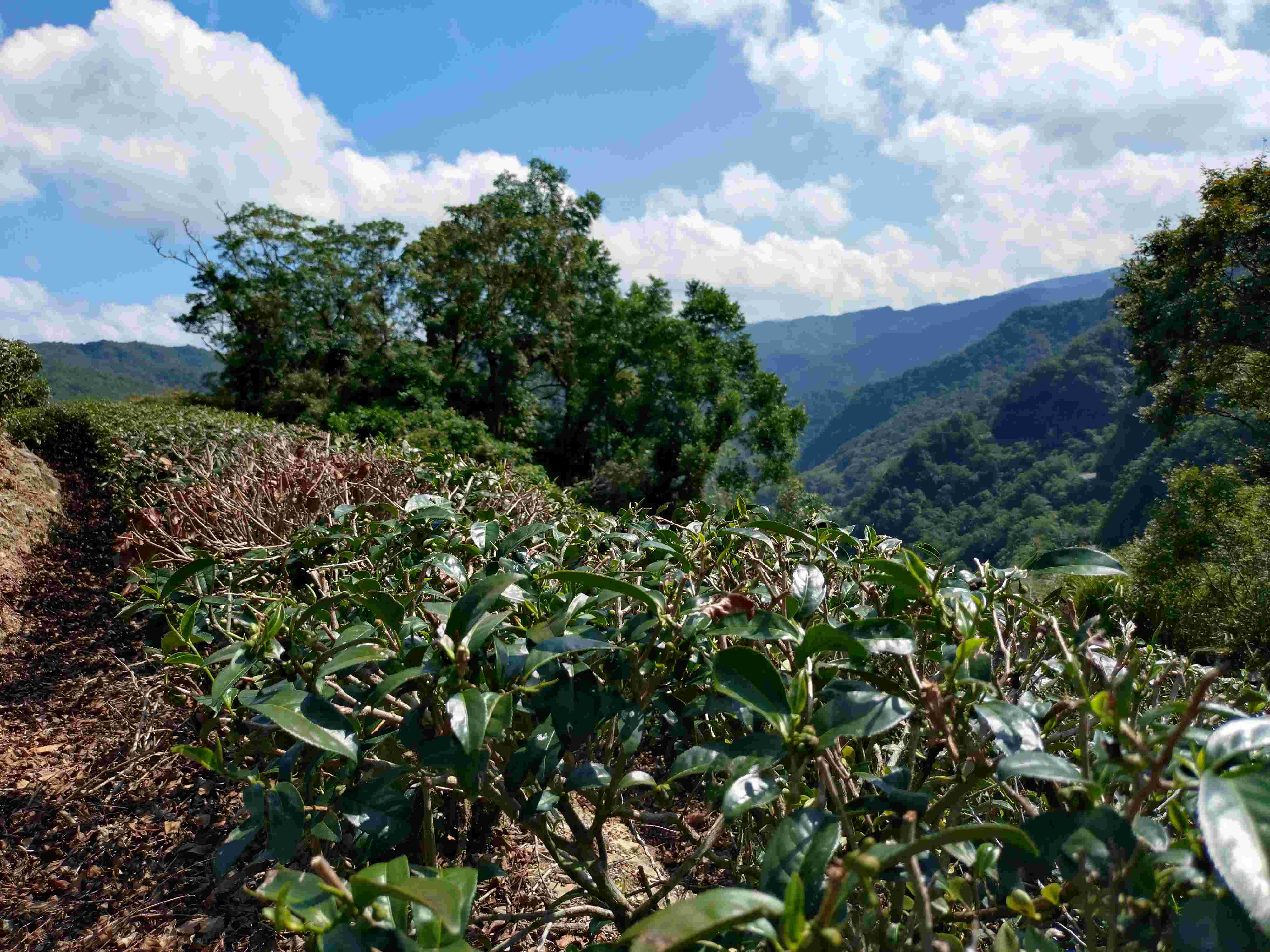 農業部公告新北市為辦理茶8月乾旱(遲發性)農業天然災害現金救助地區