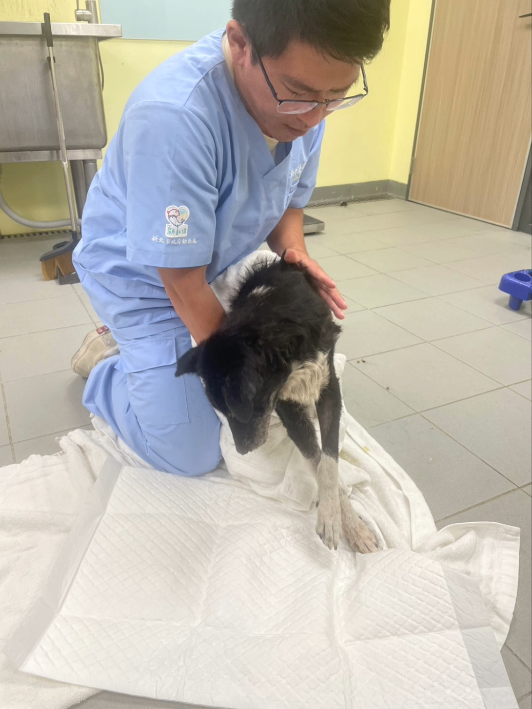 動物之家救援骨折、重傷、重病動物，送至動保處毛寶貝醫療中心檢查治療。