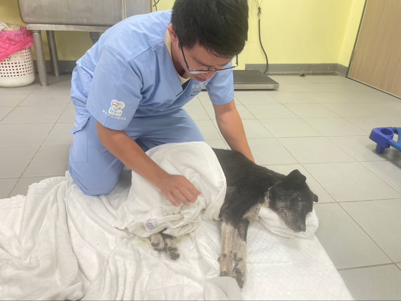  動物之家傷病犬貓後送毛寶貝醫療中心醫治。