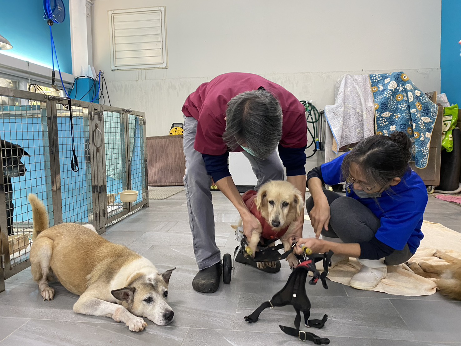  獸醫師進行評估診檢及醫療。