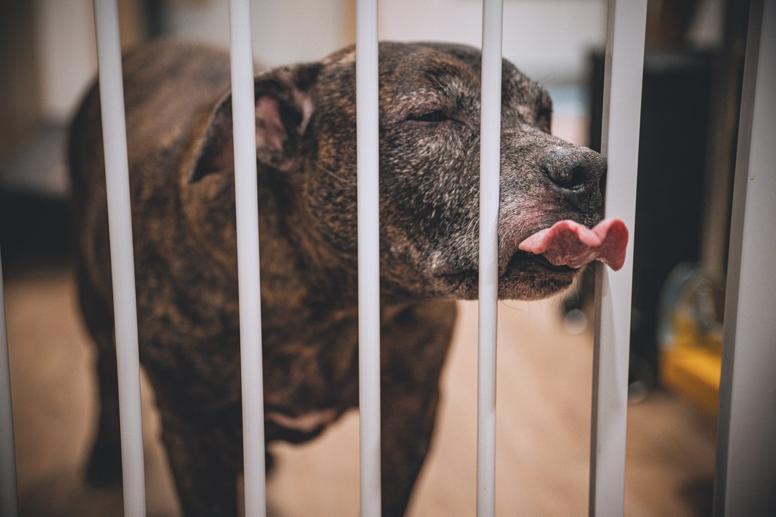 阿醜在家有時會有吐舌的俏皮表情。