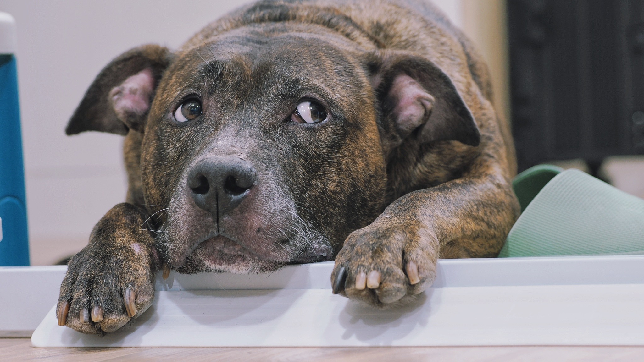  阿醜時常趴著，用呆萌眼神看大家。