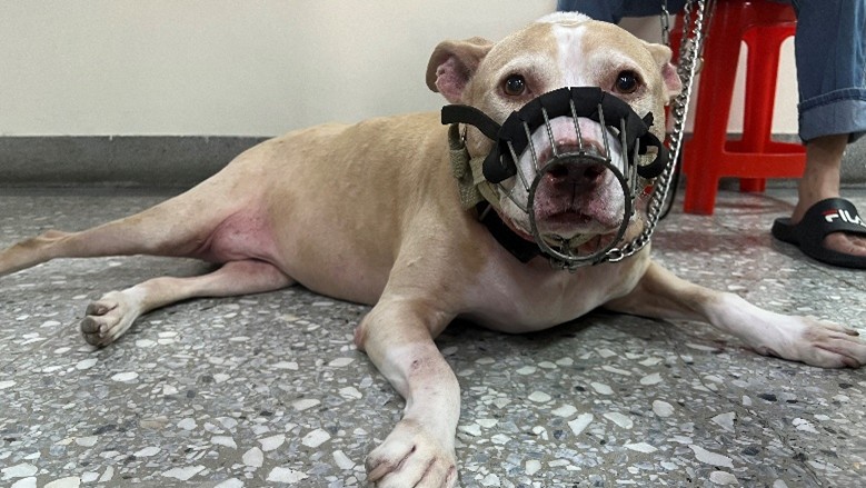 比特犬出入公共場所，記得戴上口罩並繫上牽繩。