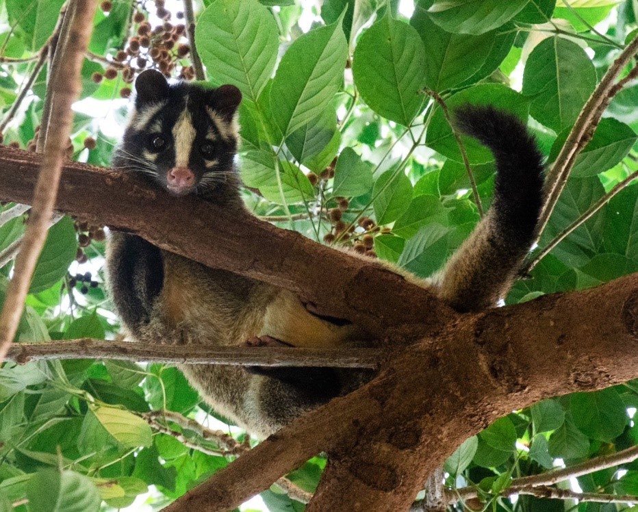 新莊體育園區日前還有民眾目擊可愛的白鼻心趴在樹上(拍攝者：林品萱)