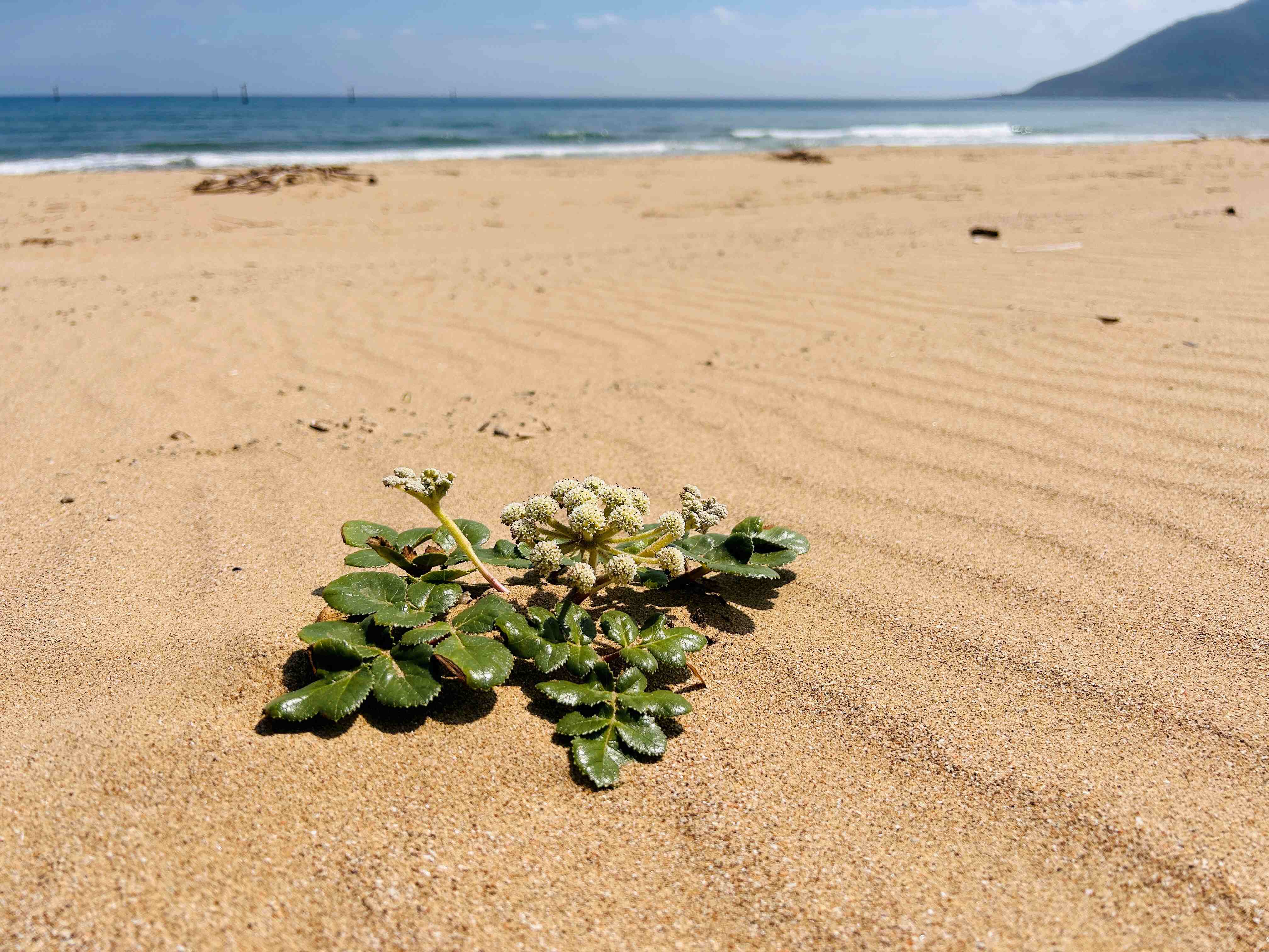 龍門沙灘上的濱防風