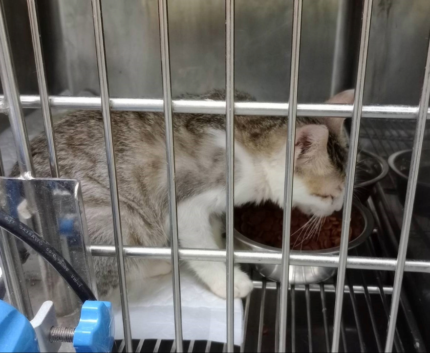 治療中的浪貓正大快朵頤