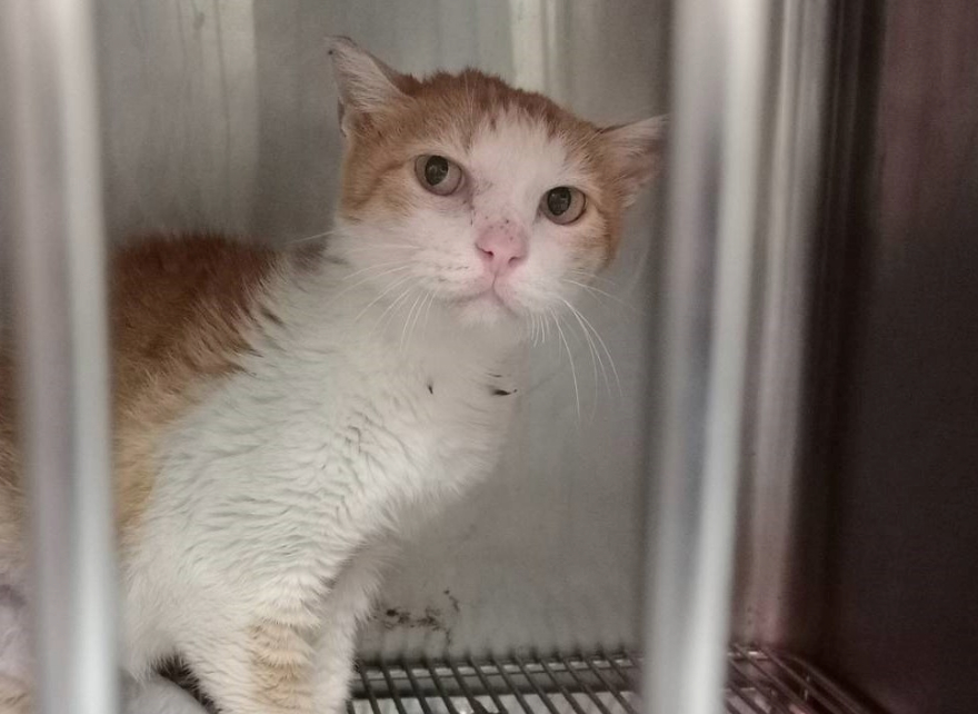  通報救援的傷貓在醫療中心恢復中