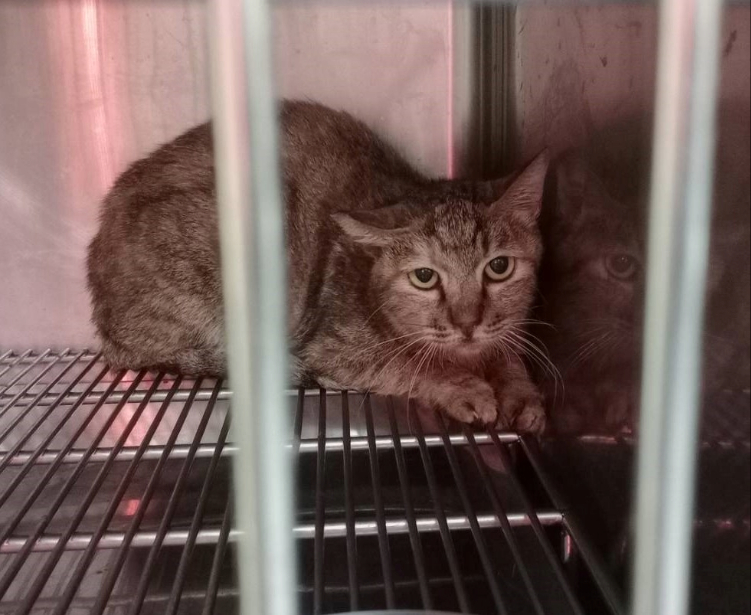 魷魚哥逐漸恢復健康