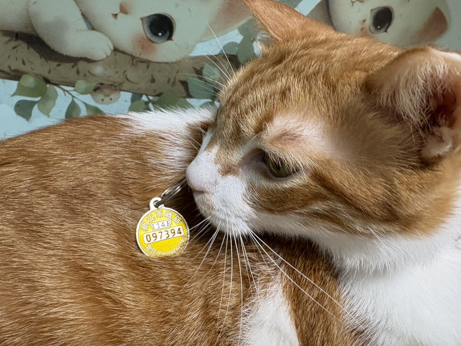 分享毛寶貝與114年狂犬病頸牌合照即可抽新北幣500點