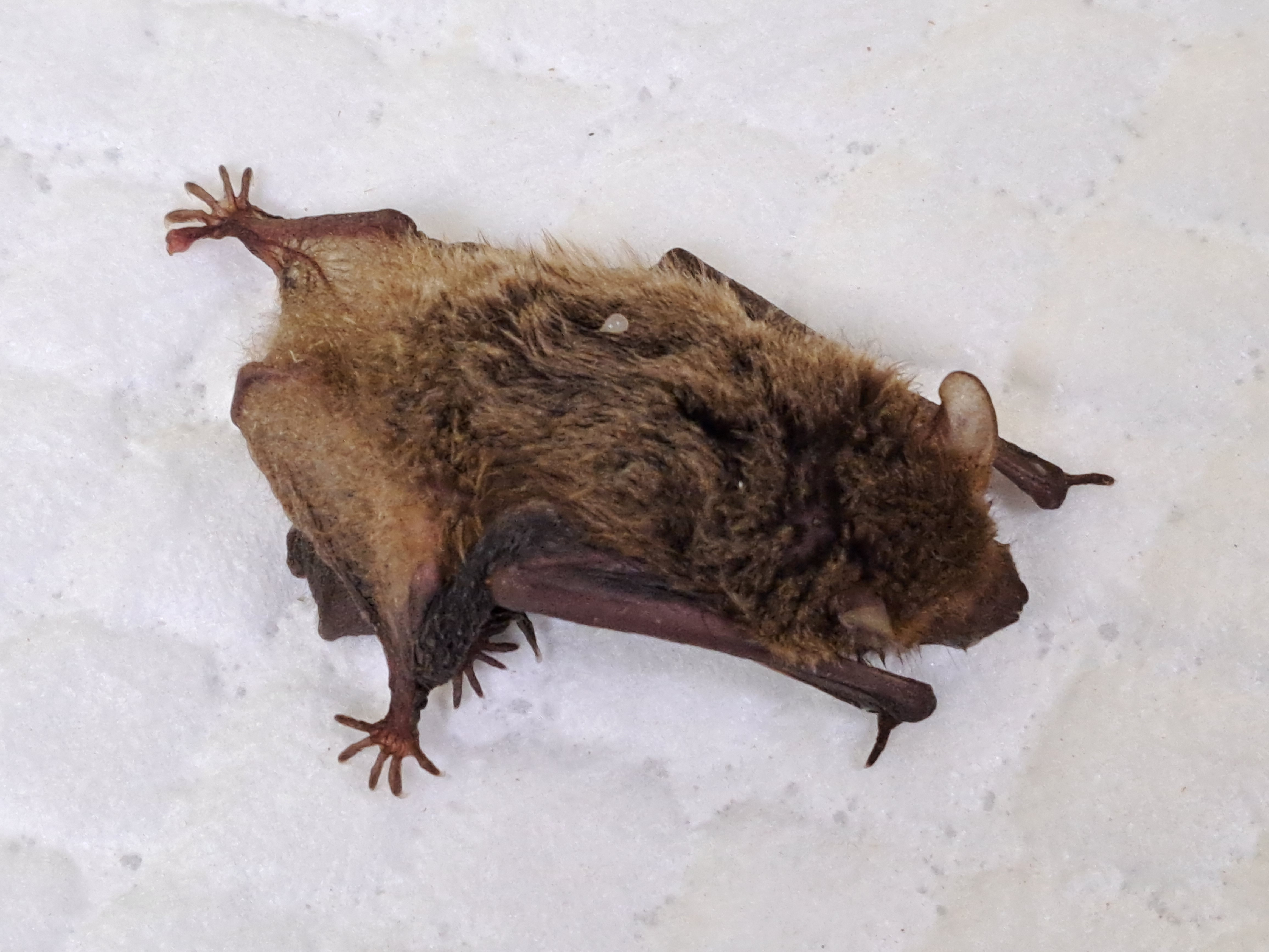 蝙蝠寶寶依偎在母親懷裡