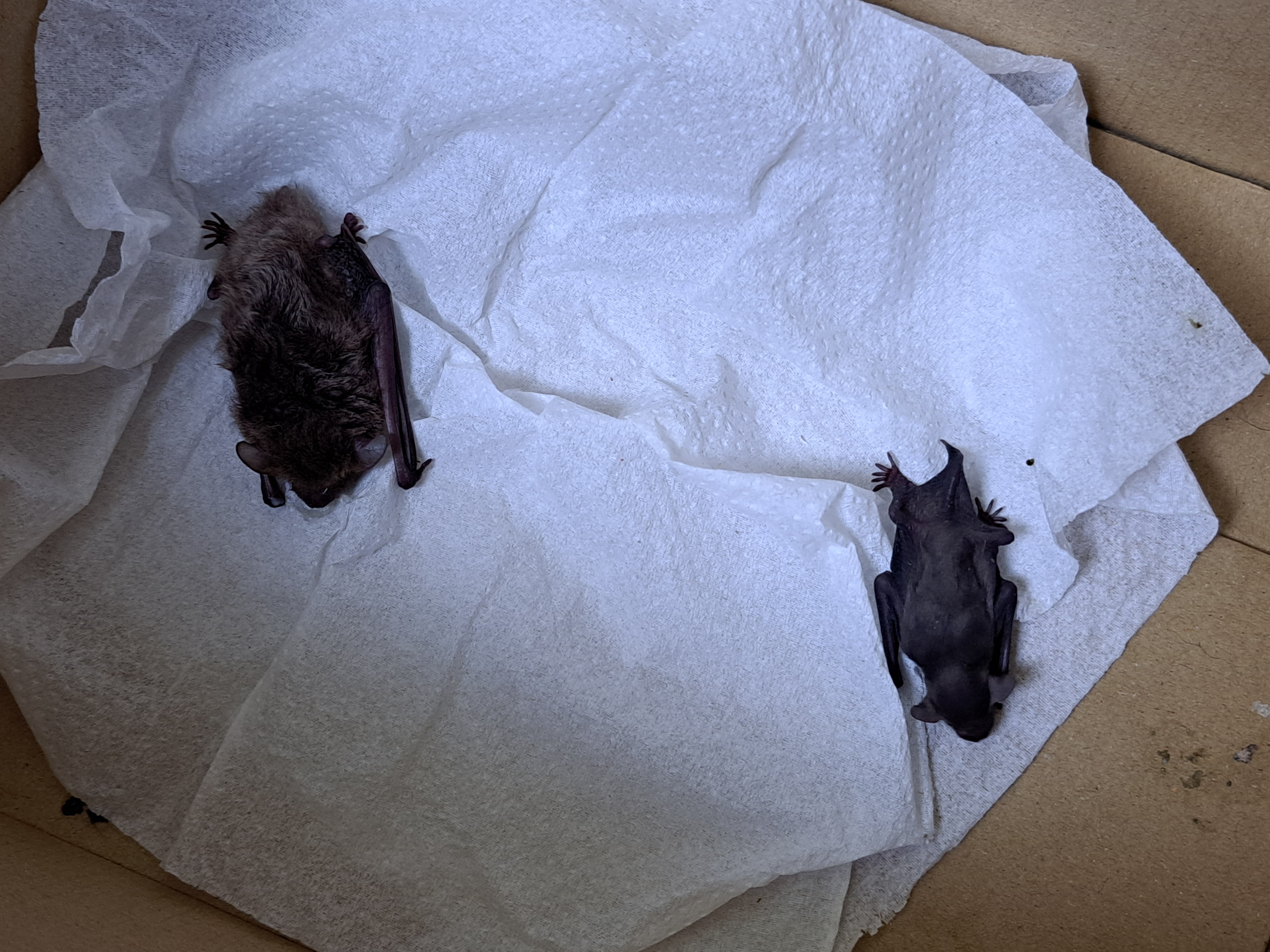  幫蝙蝠母子擦拭身體