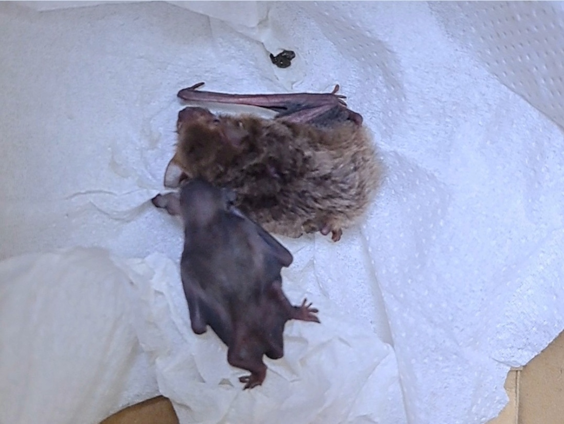  蝙蝠幼子跟母親撒嬌