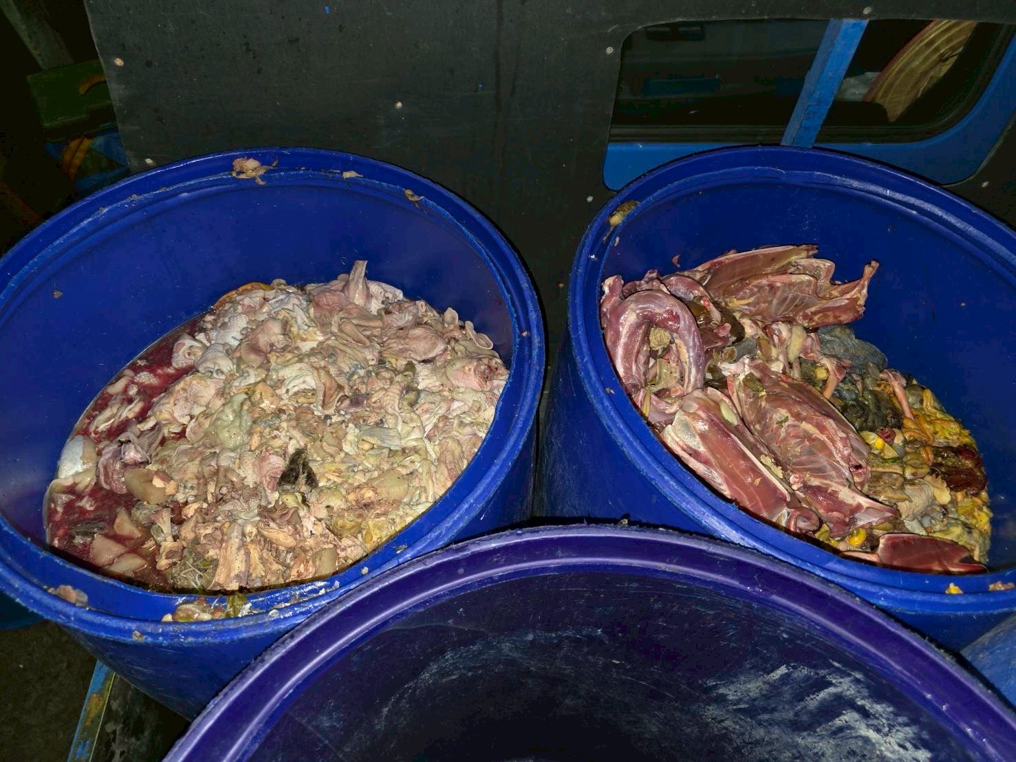  廚餘桶裝滿動物性骨頭廚餘