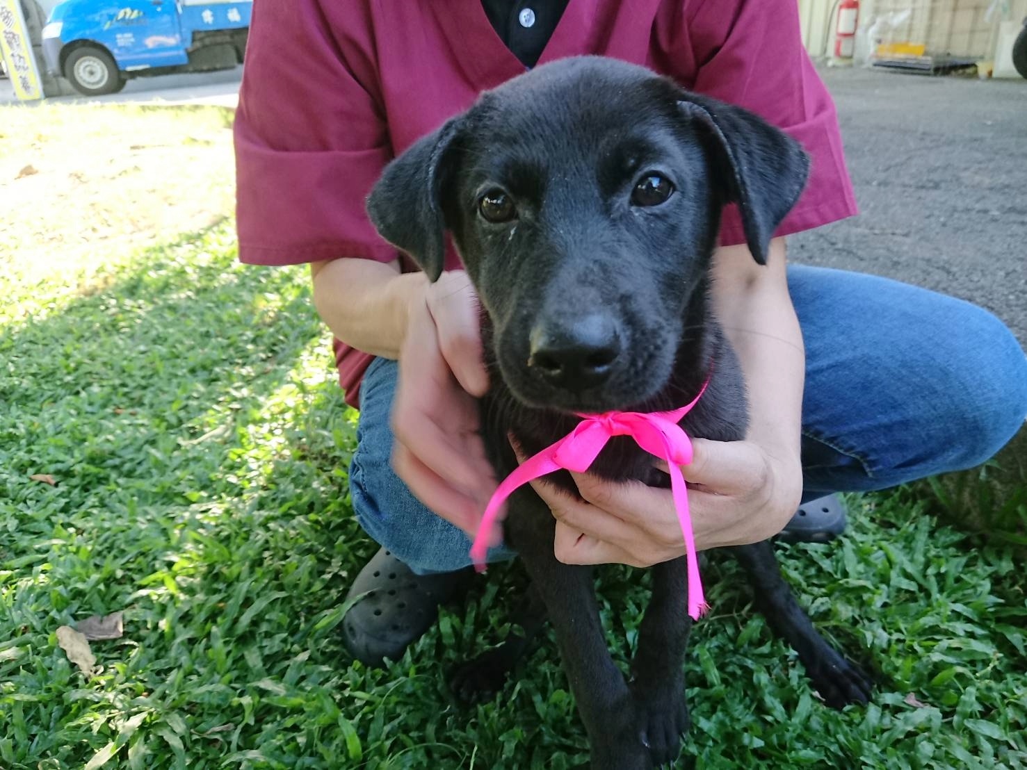 狗狗在第1次發情前絕育、罹患乳腺瘤機率不到10％