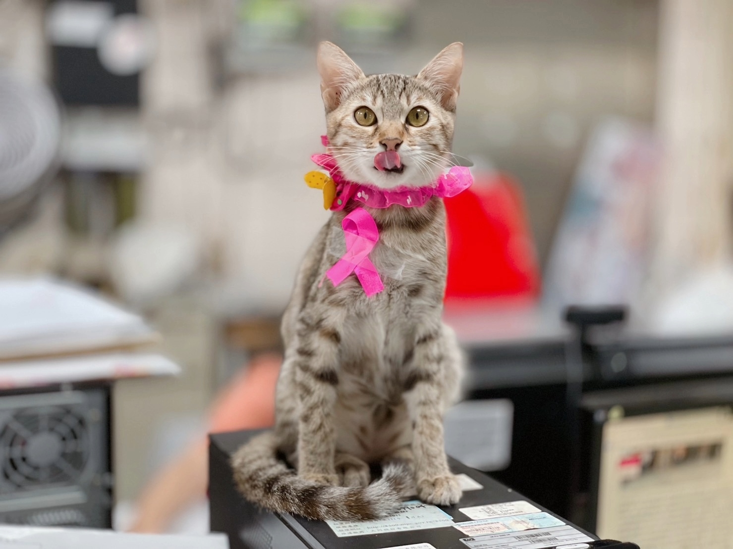 貓咪6月齡前絕育、罹患乳腺瘤機率於10％以下