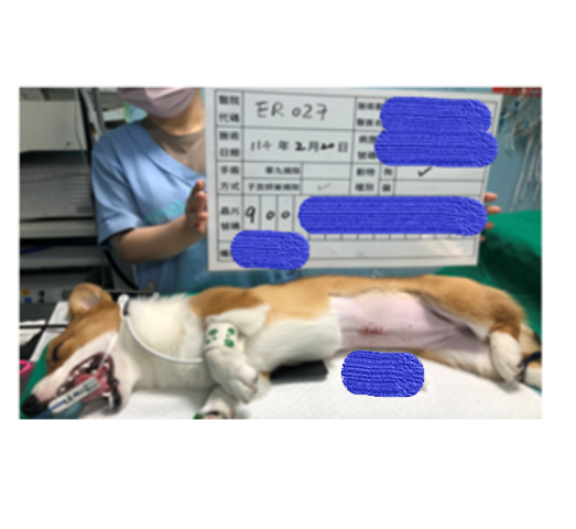  寵物絕育術後照片示意圖